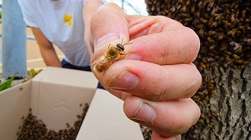 Can You Spot The Queen Bee Amongst 20,000 Bees?