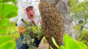 Can You Spot The Queen Bee Amongst 20,000 Bees?