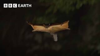 Sneaky 'Squirrel Rick' Escapes Filming | The Making of Asia | BBC Earth