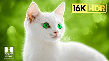 Most Beautiful Dolby Vision 16K HDR 120fps (8K / 4K Video TV TEST)