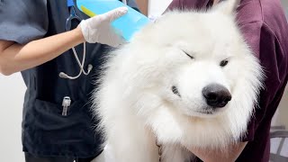 久しぶりの病院に絶望しながら何度も逃走に失敗する犬がこちらです…