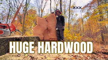 Cutting and skidding a MASSIVE Red Oak