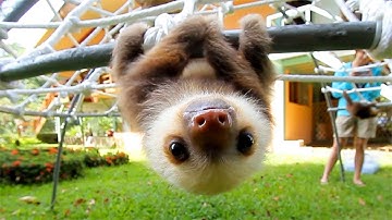 Animals Are The CUTEST in the World 🤣 Funny ANIMALS Video 2025