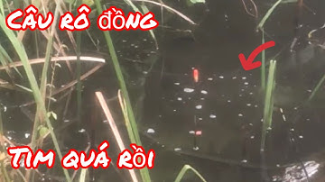 Câu Cá Rô Đồng Mùa Nước Lũ Con Nào Cũng Mập Ú / Yêu Lắm Miền Tây