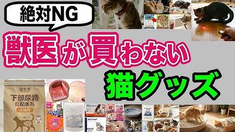 人気だけどオススメできない猫用品！実は命に関わる猫グッズを獣医師が解説します【2025年最新】