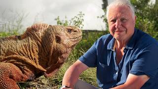 David Attenborough Explores Earth’s Greatest Wonders (4K Documentary)