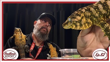 Ep.82 GIANT Geckos w/ South Tex Gex