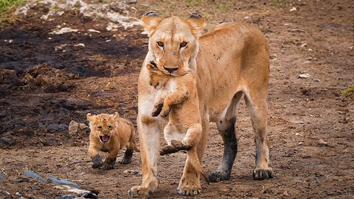 Predators in Peril | The Big Cats in the Savannah