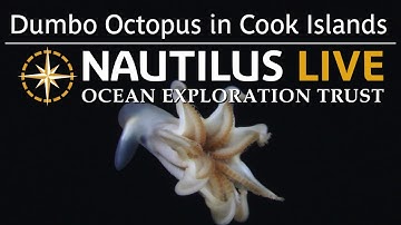 Dumbo Octopus in Cook Islands | Nautilus Live