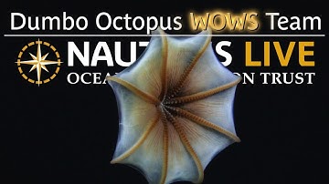 Dumbo Octopus Wows in the Dark, Deep-Sea of the Cook Islands | Nautilus Live