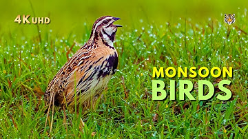 Bhigwan: Monsoon Birds of India | 4K Cinematic Nature Film