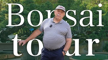 50 years building a bonsai collection: David Easterbrook gives us a full tour