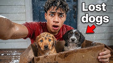 Someone Left PUPPIES at our Doorstep