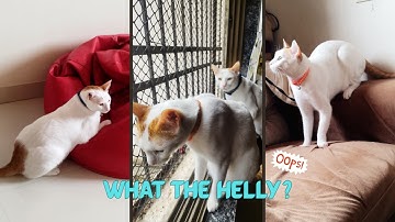 The REALITY of shooting with Cats 😭 | Blooper Video 😼