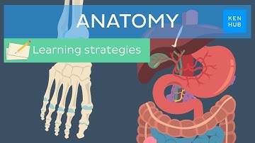 How to study Human anatomy: All you need to know | Kenhub