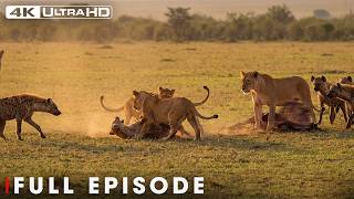 World's Deadliest of Predators | Survival Challenges | Nature Animal Documentary