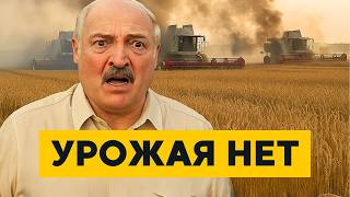 Belarus is losing its harvest! The army and the Ministry of Internal Affairs are in the fields! W...
