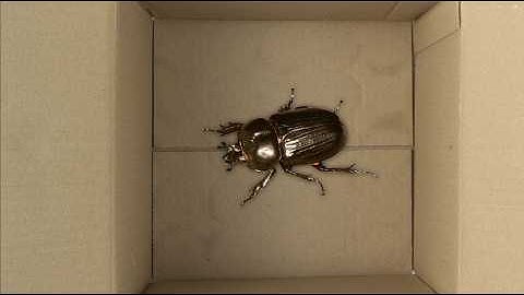 Why did Wittgenstein putted a beetle in a box ? #wittgenstein #thoughexperiment