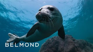 Madeira Monk Seals: A Conservation Project with Andy Mann