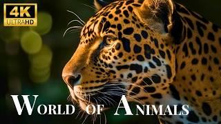 Animal Of The World 4k-Incredible animals / Amazing Landscapes/ Relaxing Music/ Scenic Wildlife Film