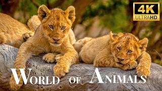 Animal Of The World 4k-Incredible animals / Amazing Landscapes/ Relaxing Music/ Scenic Wildlife Film