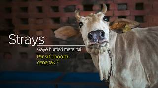 Street Animals in India | Role of Government and NGO's | What changed in past 10 Years