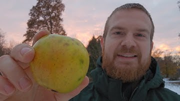 First Fruits On Its Own Roots! Nurse Grafted Apple Tree (Part 3)