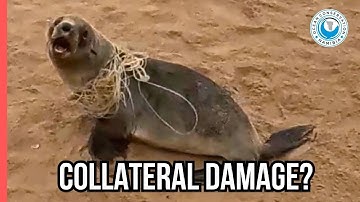 No One Holds The Fishing Industry Accountable!