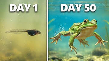 Raising Tadpoles into Frogs (50 Day Evolution)
