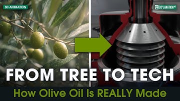 From Olive to Liquid Gold: 3D Journey Inside a Modern Olive Oil Mill