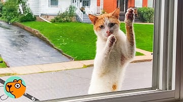 Cat Won’t Take ‘No’ From His Favourite Woman | Cuddle Buddies