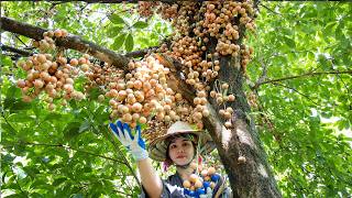 Wild fruit harvest: a lucky day in the forest after long rainy days