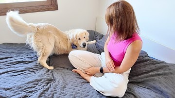 Golden Retriever Goes Crazy  – Funniest Zoomies Ever!