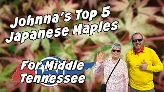 Top 5 Japanese Maples for Middle Tennessee with Johnna | MrMaple Show Podcast