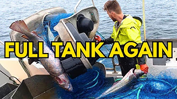 32 Full Saithe Nets in the Fjord Again (Lots of BIG Fish) #11