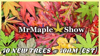 10@10 Fall Edition | New Japanese Maples, Native Trees & Our Upcoming Open House Event Oct. 23, 2025