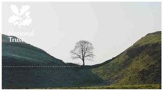 Sycamore Gap One Year On | National Trust Podcast