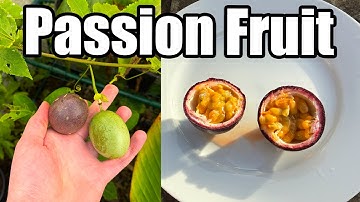 UK Grown Tropical Passion Fruit Tasting (Passiflora edulis)