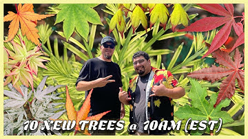 New and Astonishing Trees on this 10@10! Don