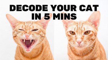 DECODING YOUR CAT: 5 Scientific Facts About Feline Communication