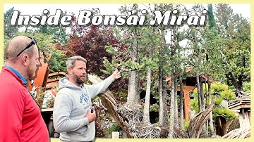 Inside Bonsai Mirai with Ryan Neil | 900 Trees, Native Species & Mind-Blowing Design