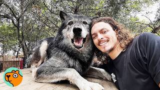 Man Saves a Wolf Puppy And Becomes His Pack | Cuddle Buddies