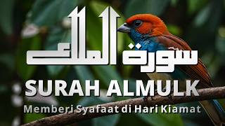 SURAH AL-MULK | Murottal Al-Quran yang sangat Merdu By Mohammad Hejazi