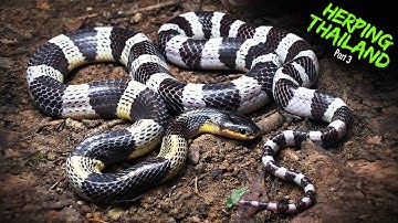 We Found Thailand’s Deadliest Snake