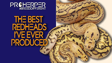 Incredible RedHead Clown ball python morphs!