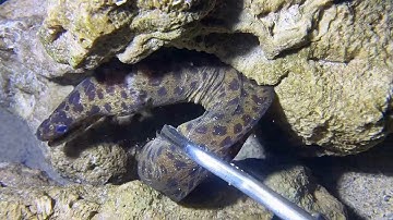 Diving under the sea to catch eels, crabs and sea cucumbers | Part 114