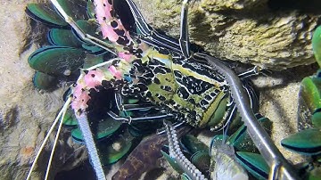 Diving under the sea to catch eels, crabs and sea cucumbers | Part 114