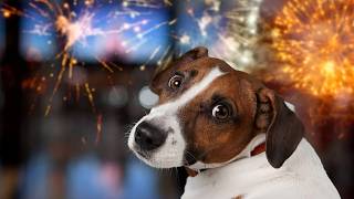 The Cutest (and Funniest) Dog Reactions to Fireworks 🐶💥