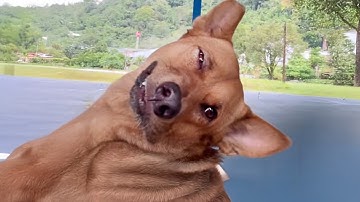 Funny Dog Videos That Will Make You Laugh Hard 🐶