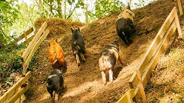 New Pig Race Track - The Cliff Racetrack